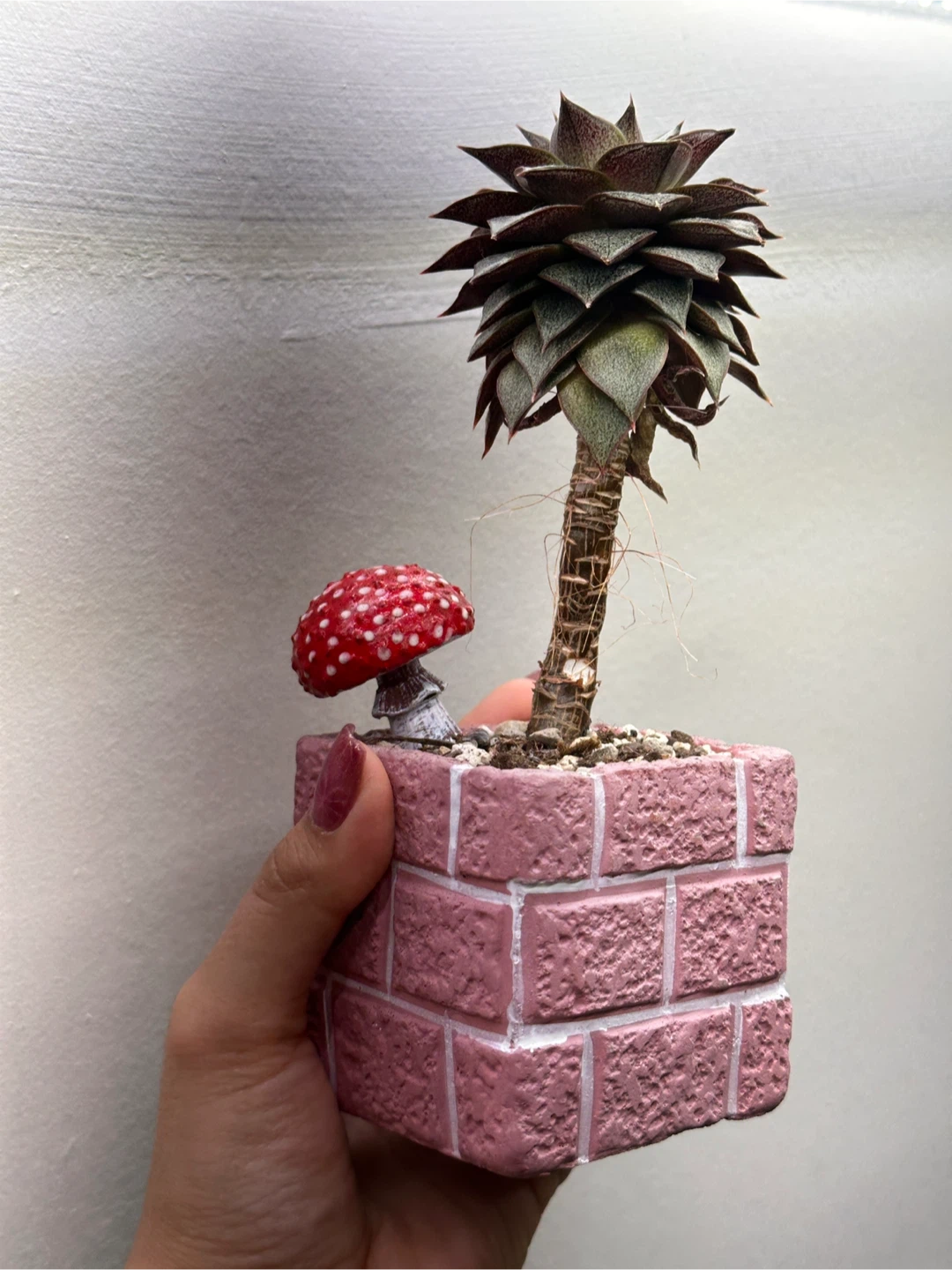 Cute Succulent Pot - photo 2