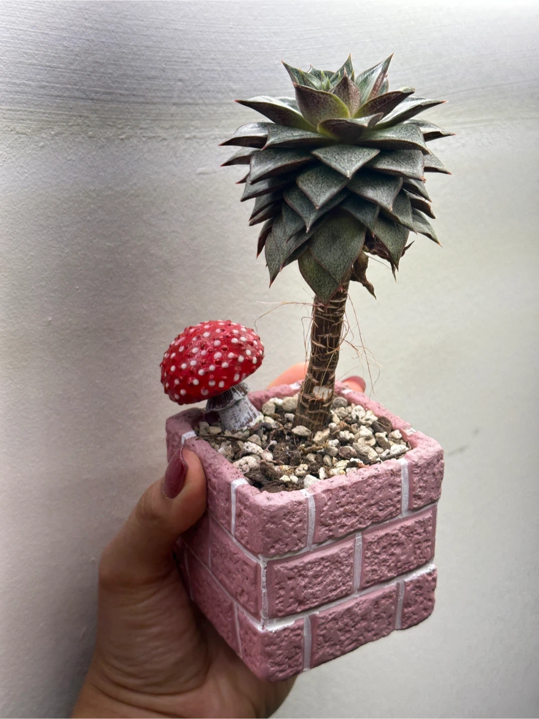 Cute Succulent Pot