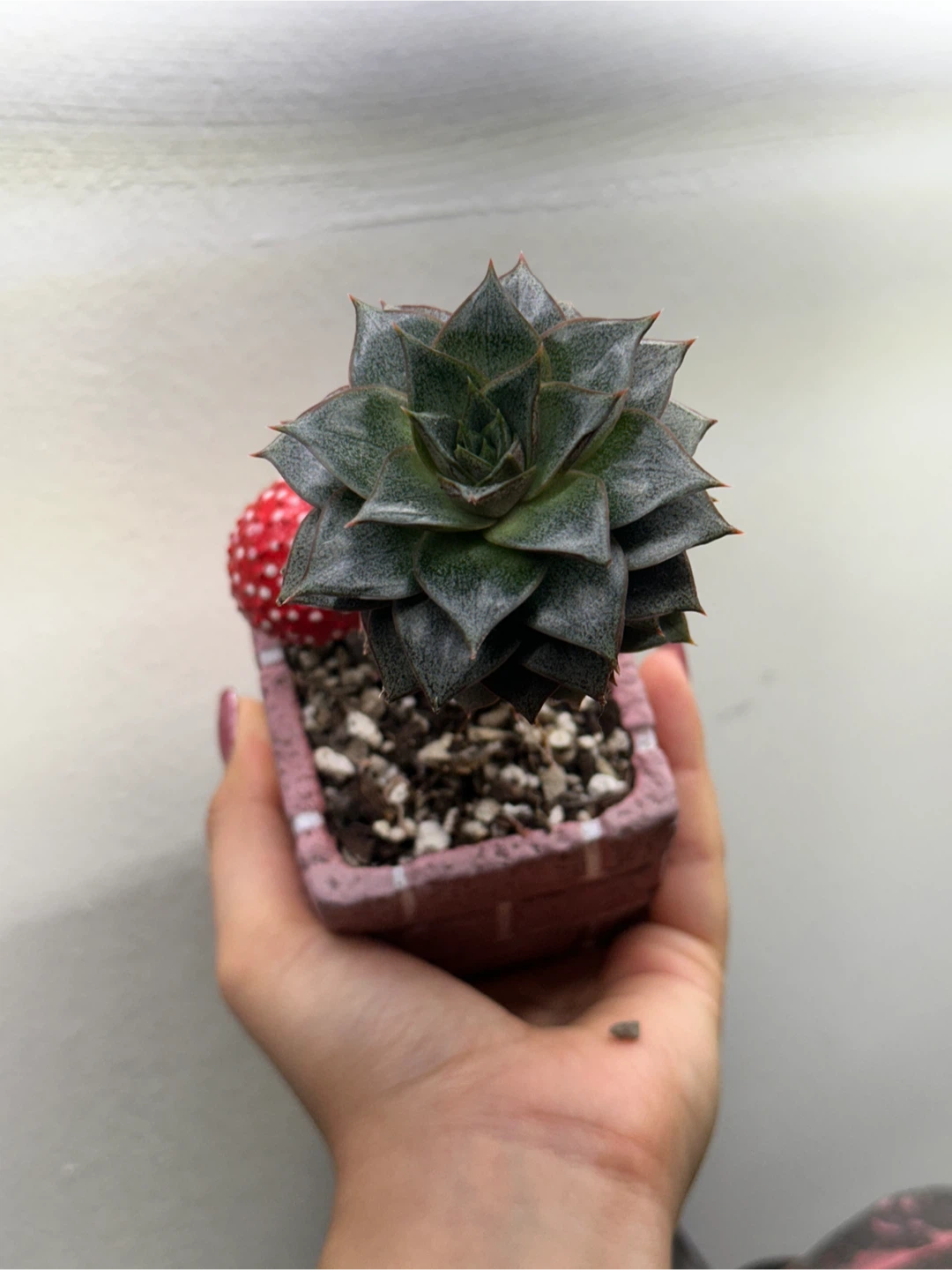 Cute Succulent Pot - photo 3