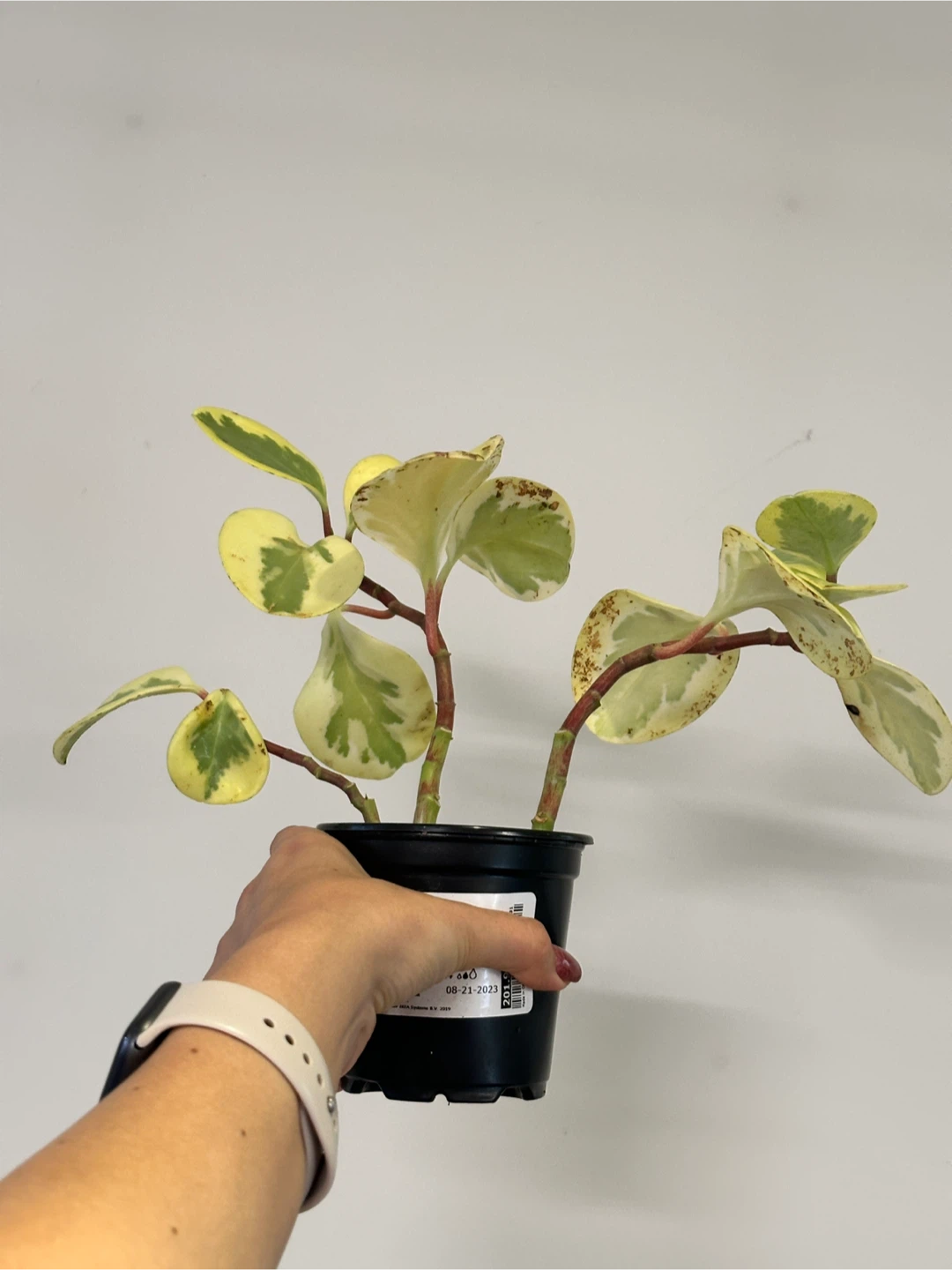 Peperomia Obtusifolia Variegated Plant - photo 2