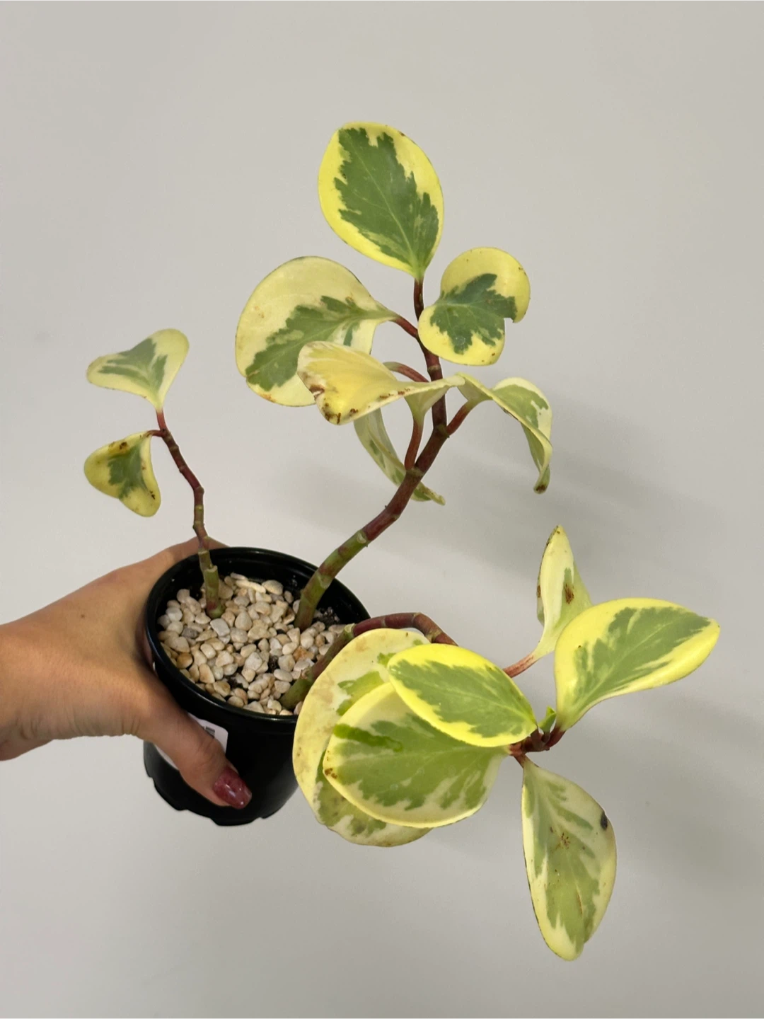 Peperomia Obtusifolia Variegated Plant