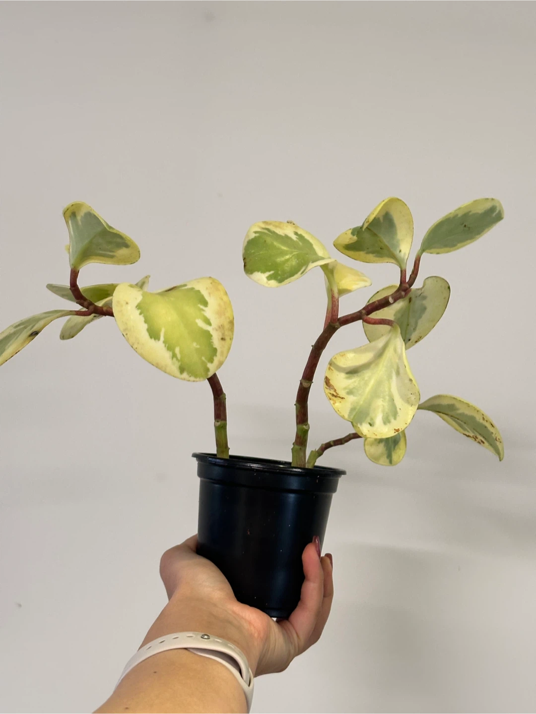 Peperomia Obtusifolia Variegated Plant - photo 3