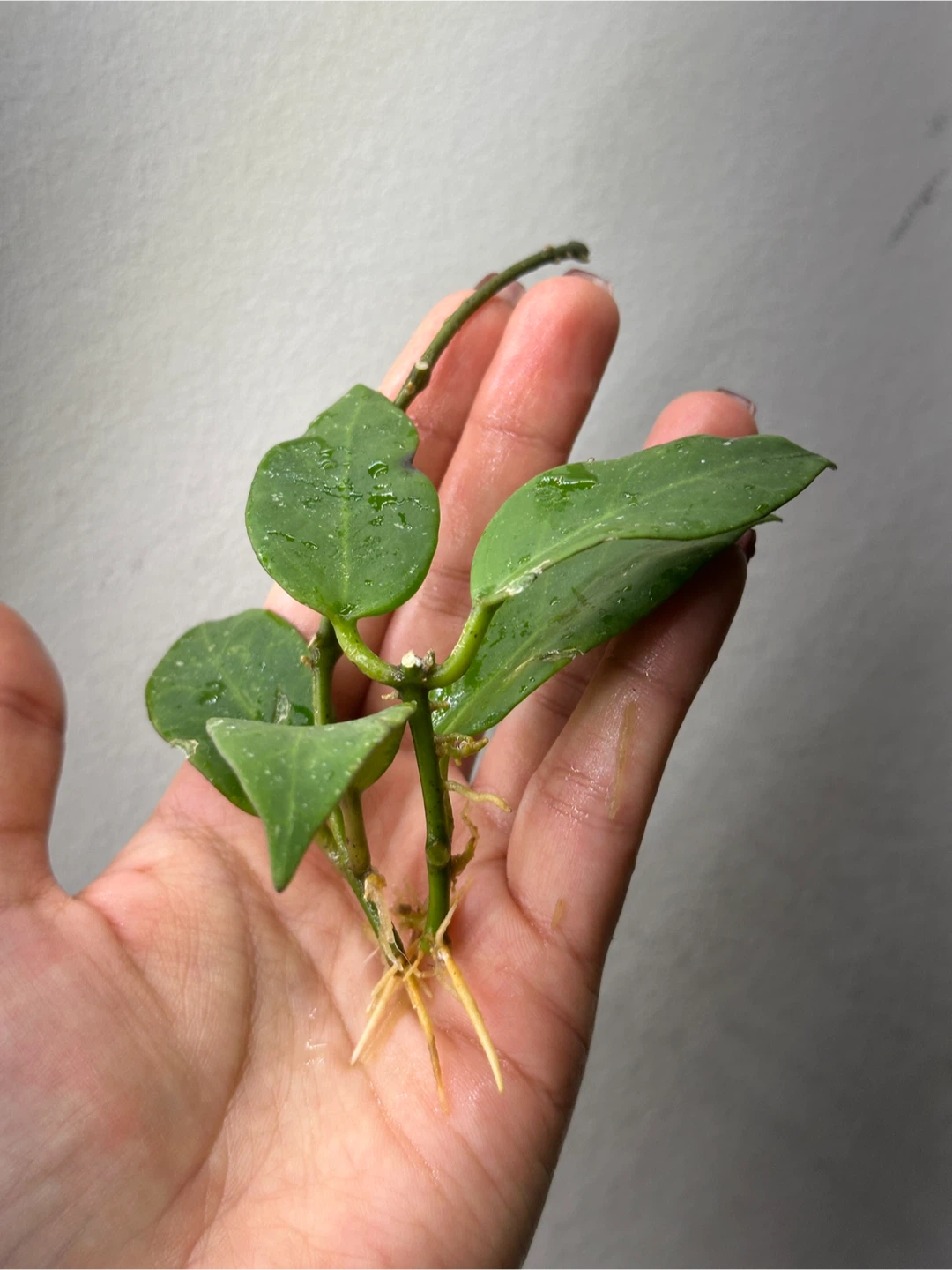 Hoya Sunrise Plant Cuttings - photo 3
