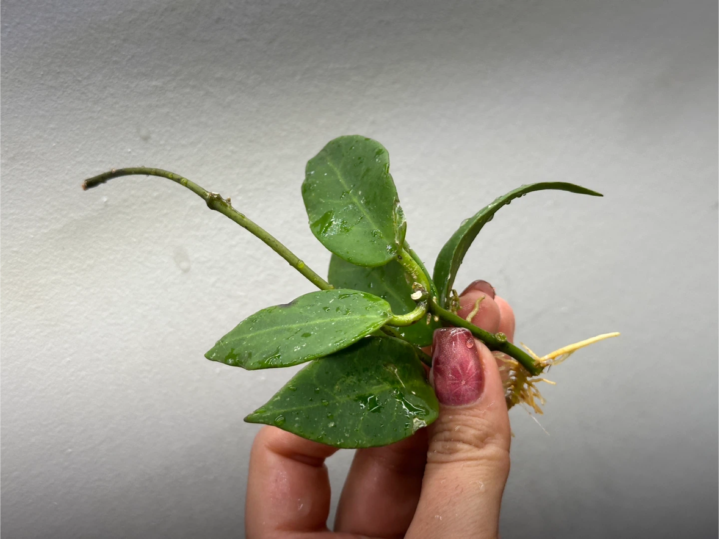Hoya Sunrise Plant Cuttings