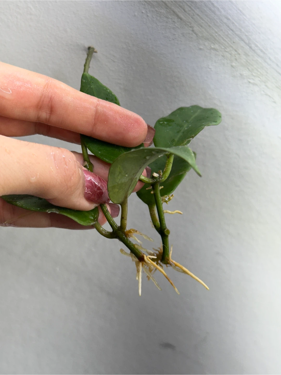 Hoya Sunrise Plant Cuttings - photo 2