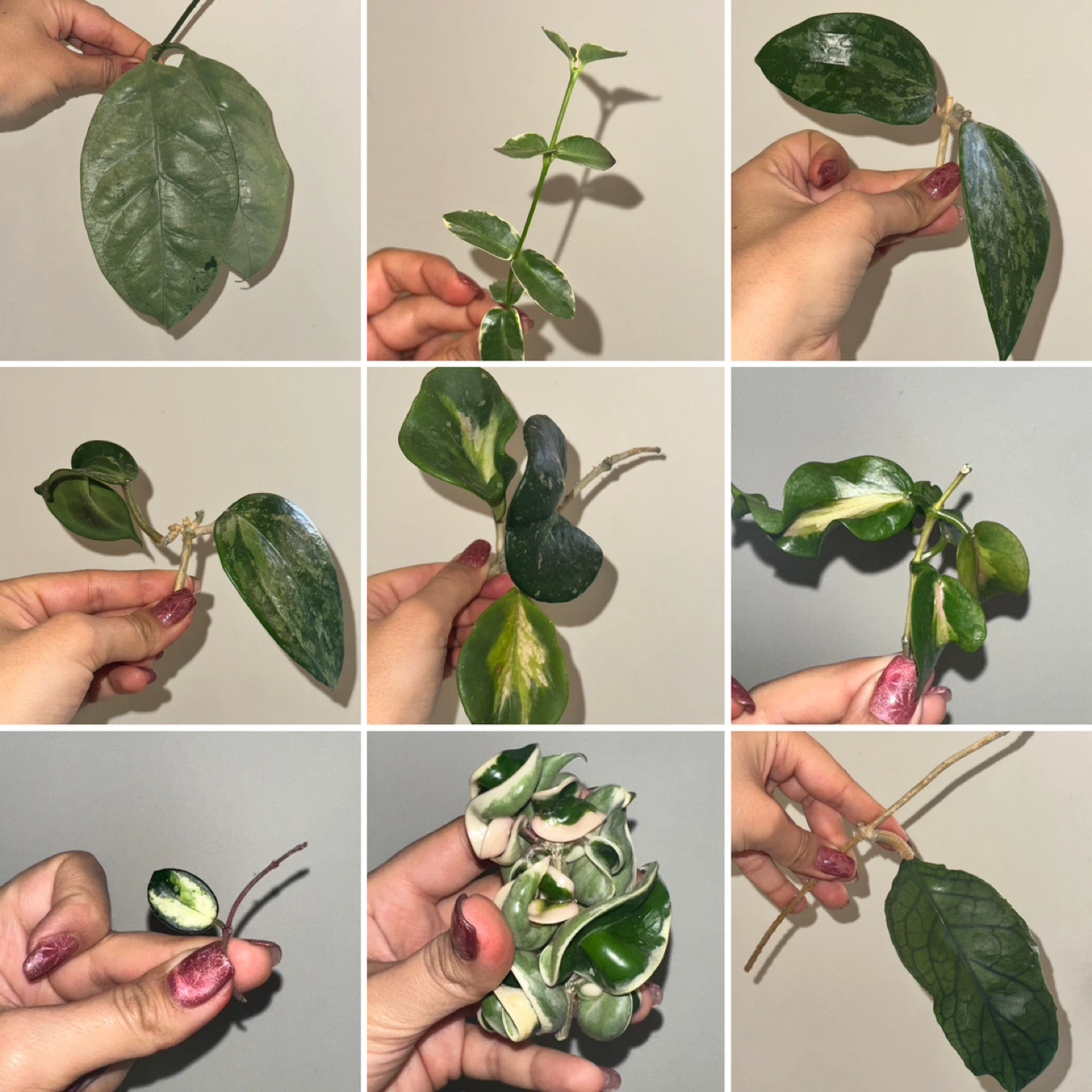 Hoya Plant Purge #1