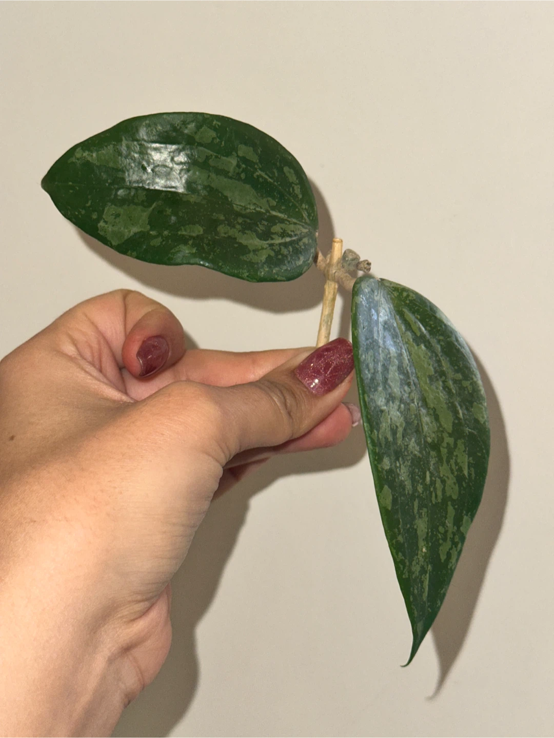Hoya Plant Purge #1 - photo 4