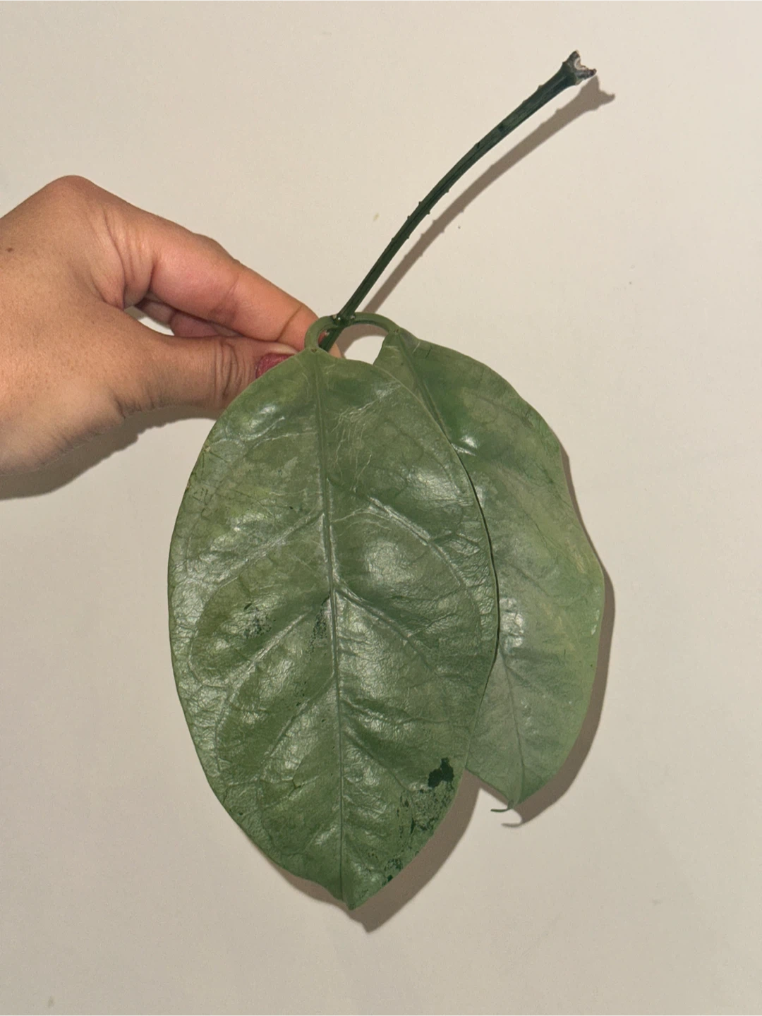 Hoya Plant Purge #1 - photo 2