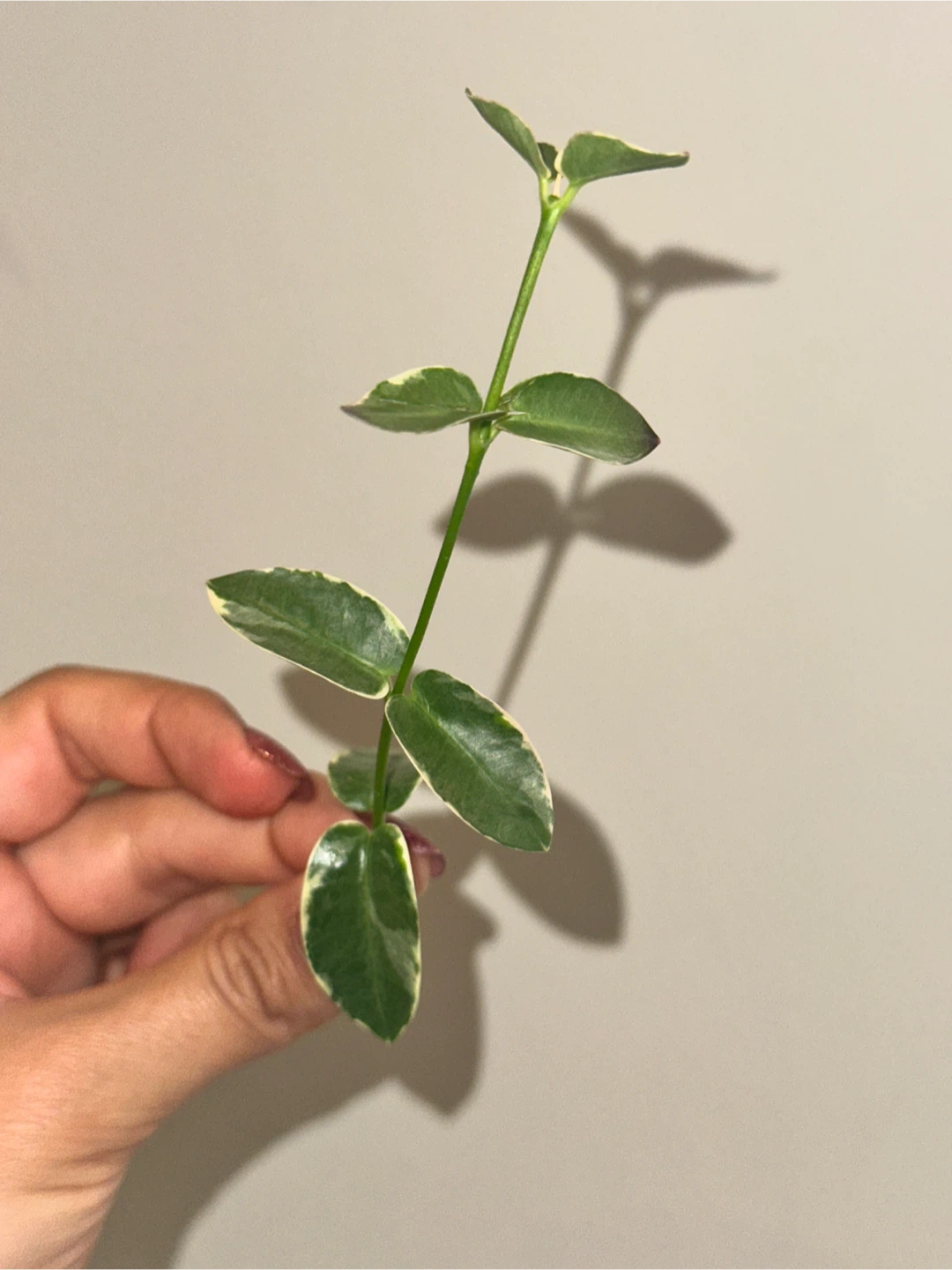 Hoya Plant Purge #1 - photo 3