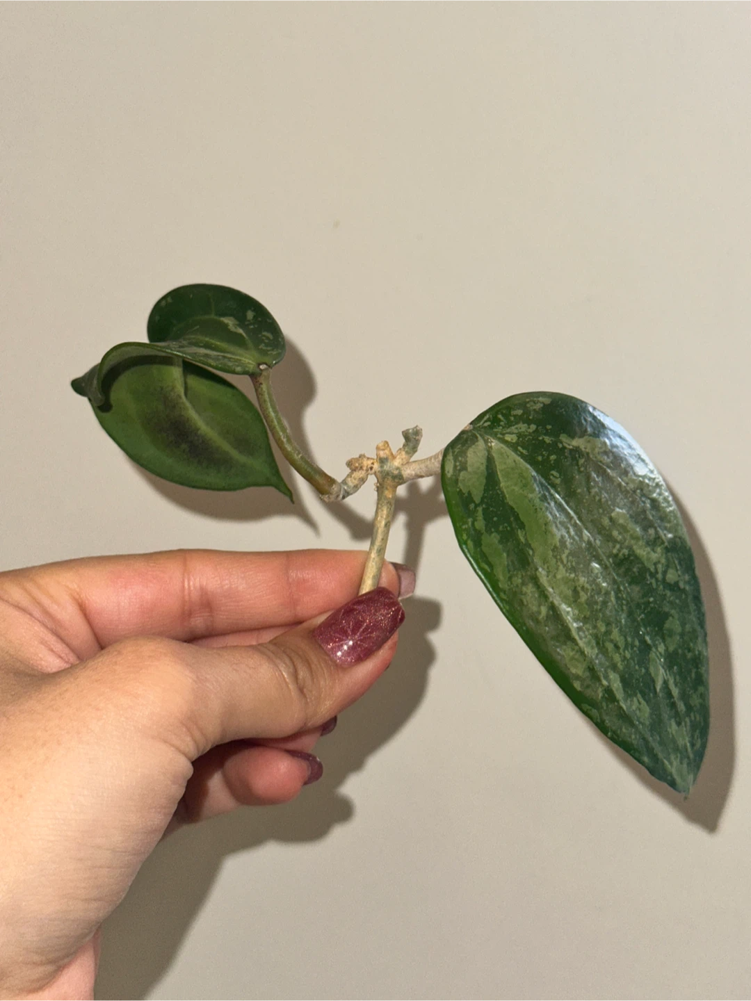 Hoya Plant Purge #1 - photo 5