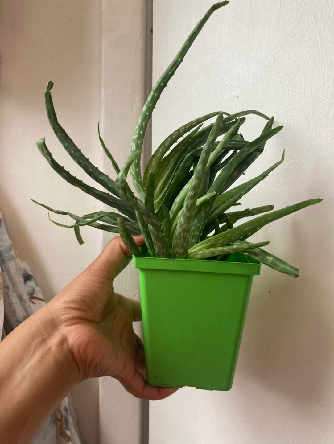 Aloe vera 🥕 - photo 3