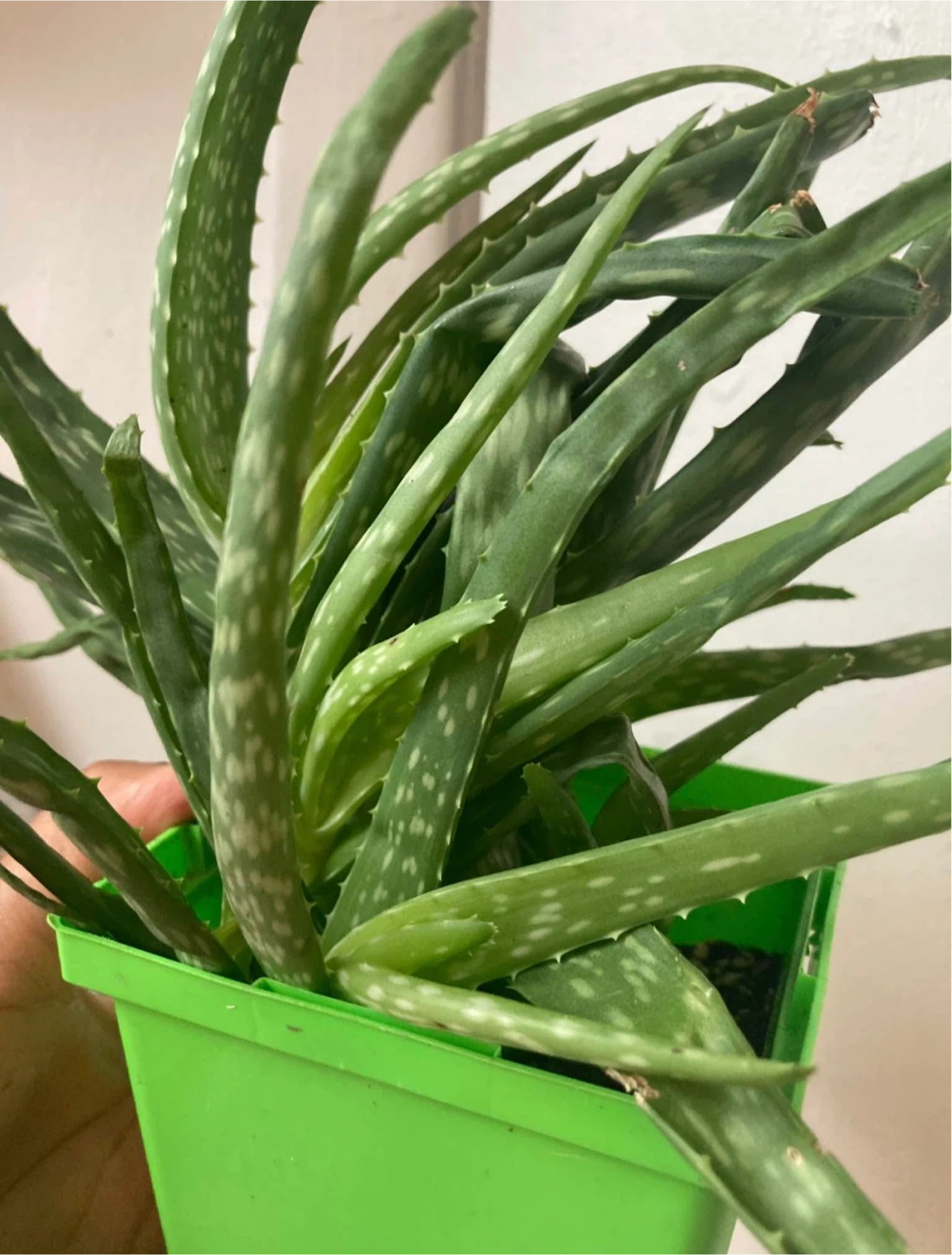 Aloe vera 🥕 - photo 2