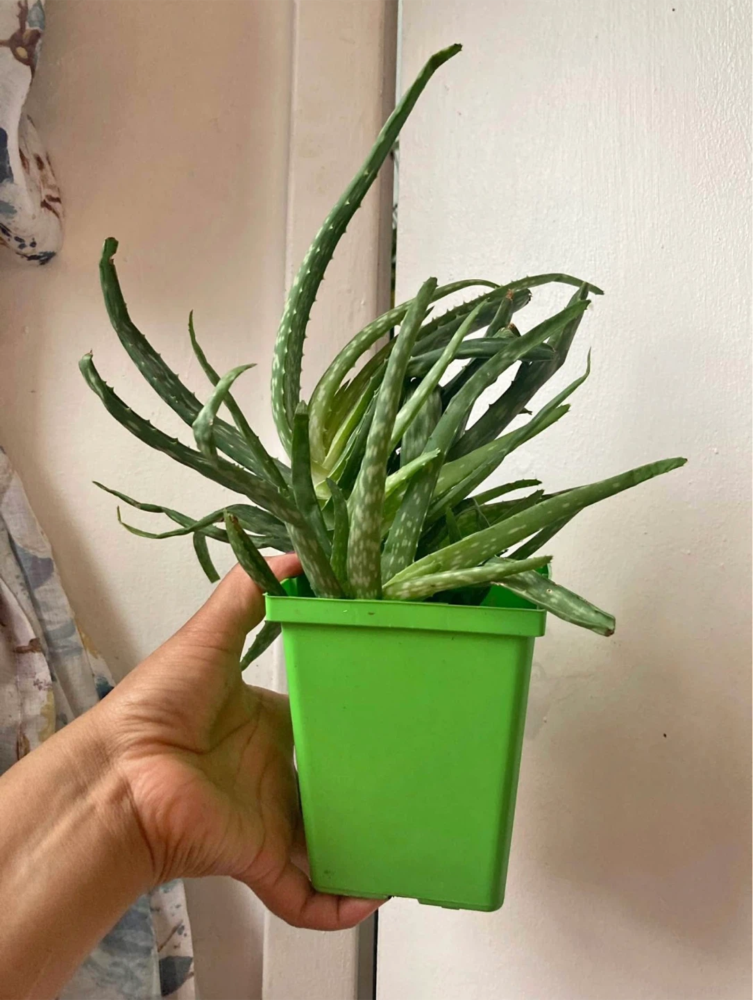 Aloe vera 🥕