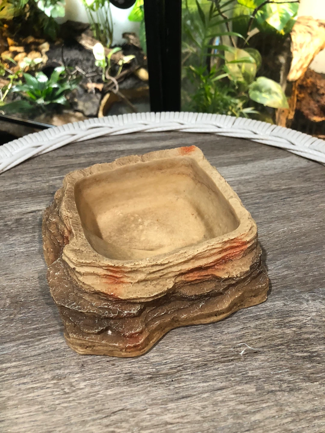 Small Reptile Water Dish