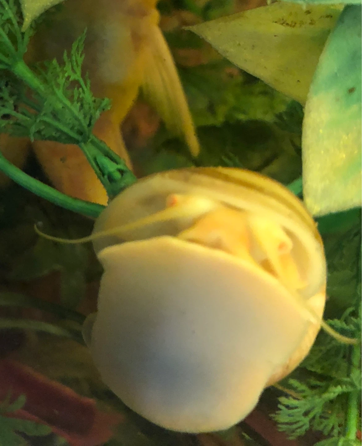 Albino Mystery Snail