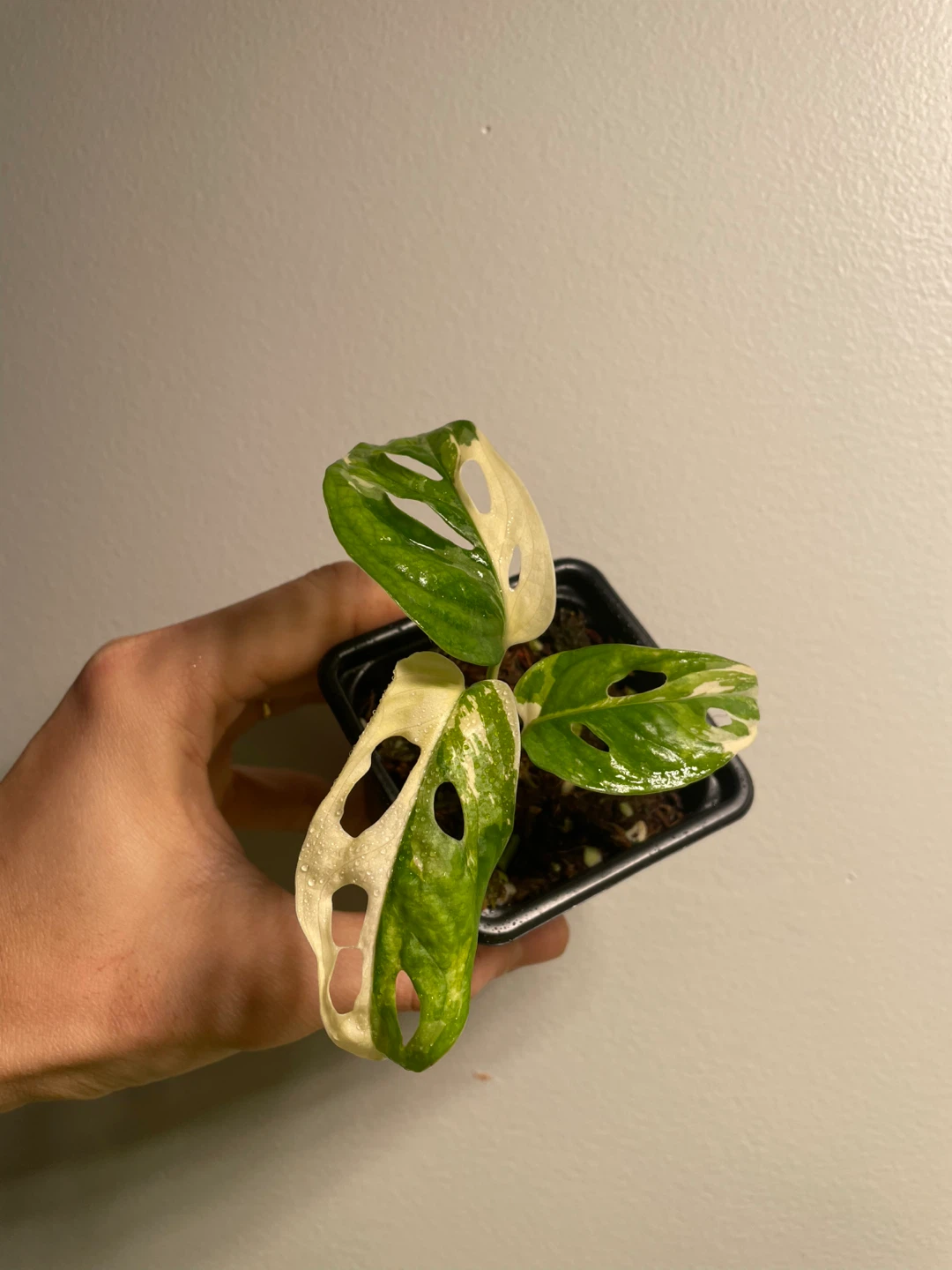 Monstera adansonii albo - photo 4