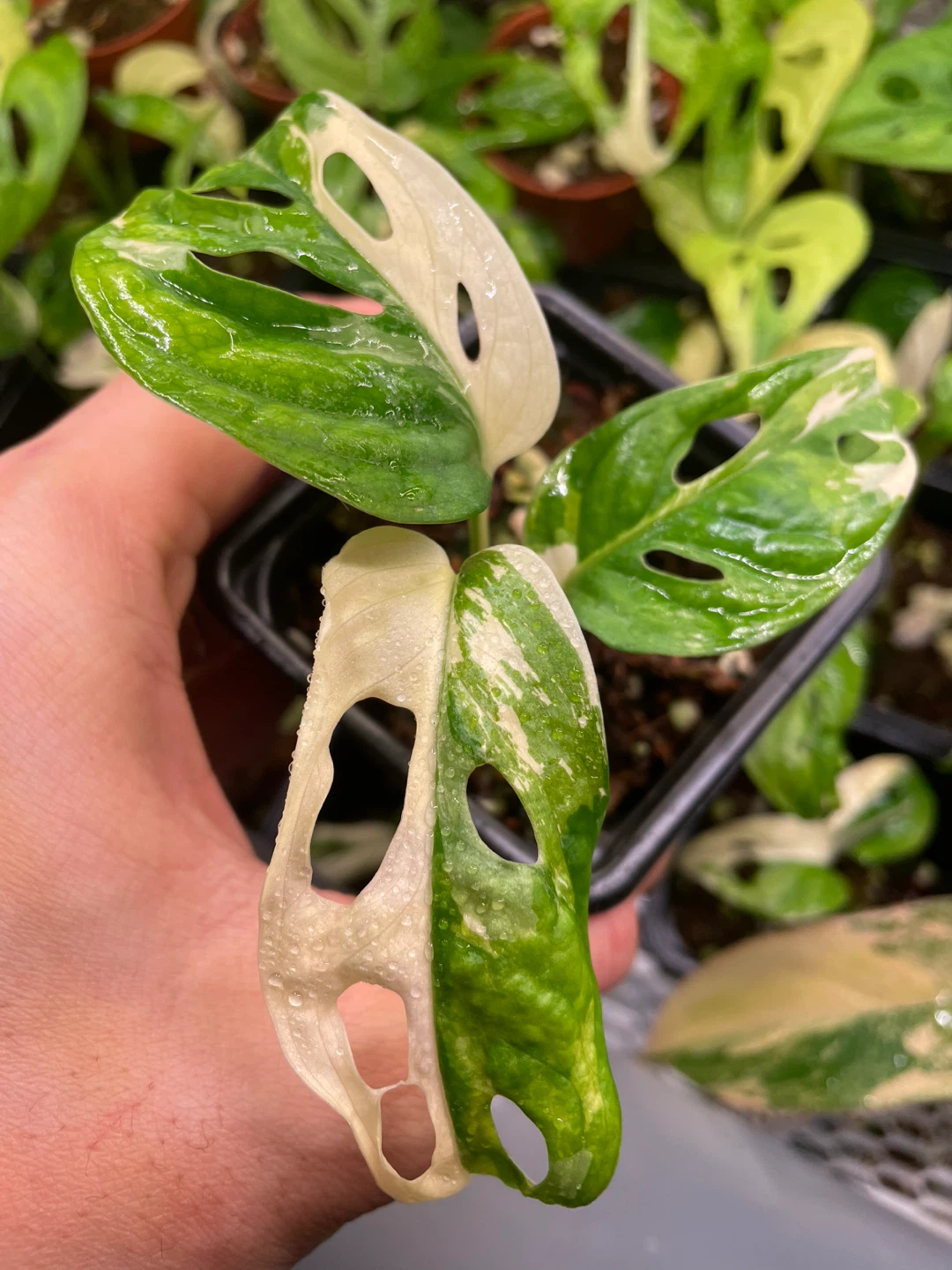 Monstera adansonii albo - photo 3