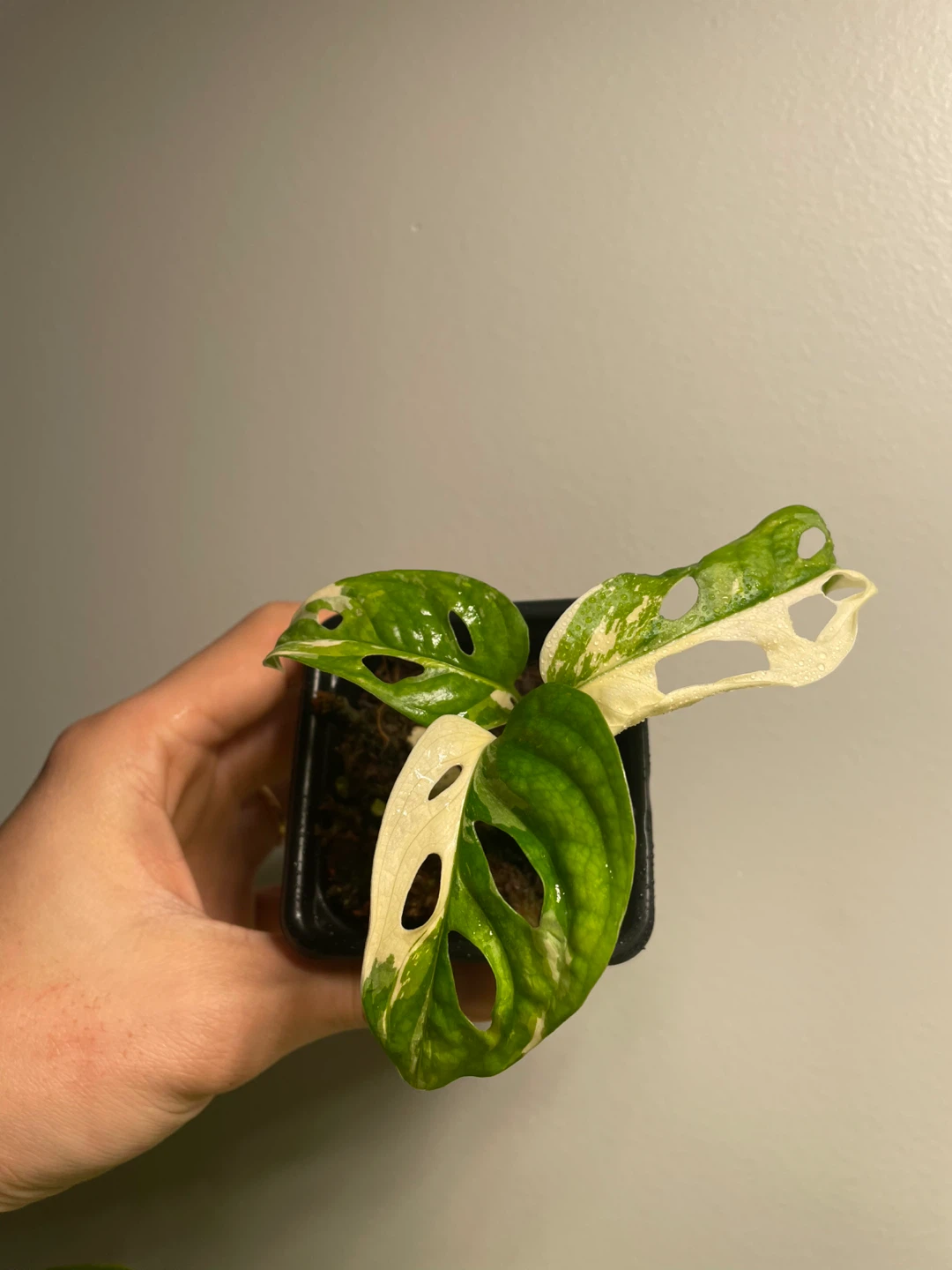 Monstera adansonii albo - photo 5