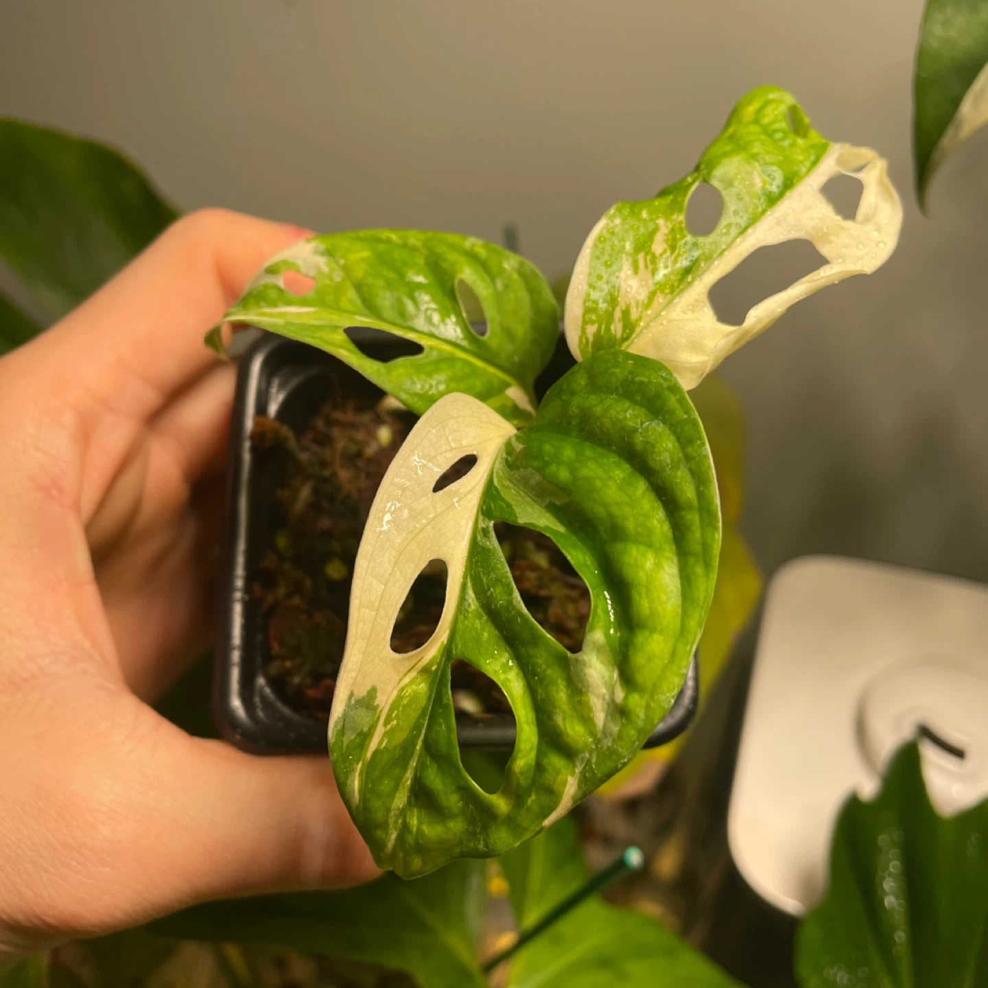 Monstera adansonii albo - photo 2