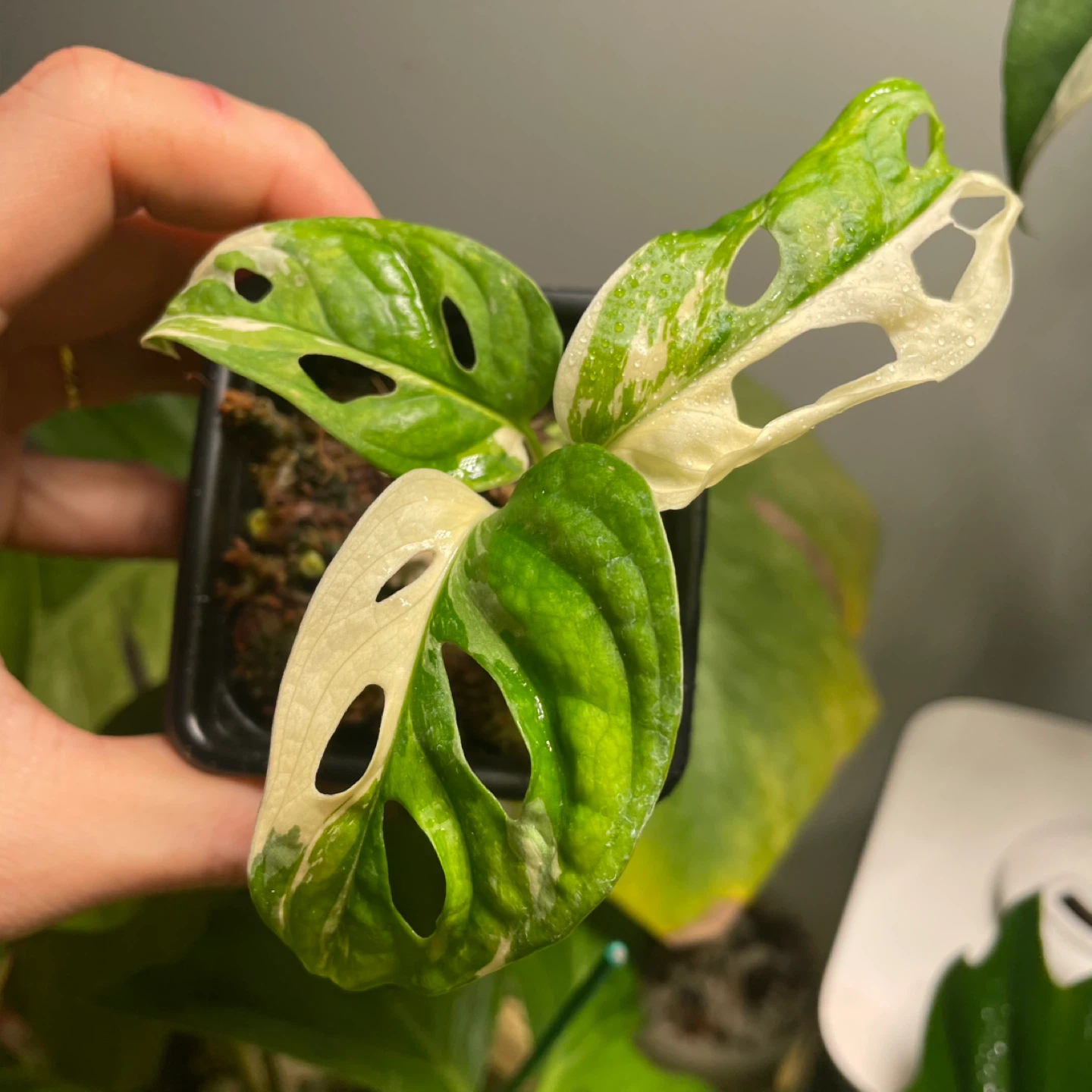 Monstera adansonii albo