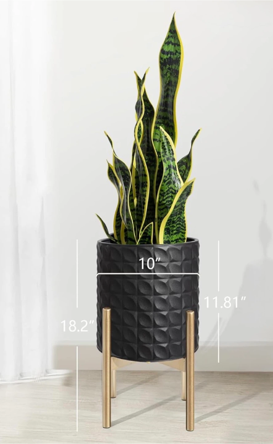 Zz Plant with planter (Zamioculcas zamiifolia, Zanzibar Gem) - photo 5