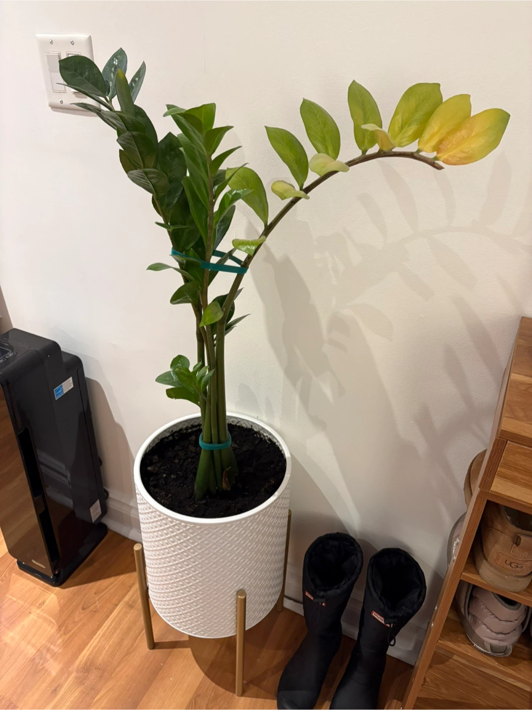 Zz Plant with planter (Zamioculcas zamiifolia, Zanzibar Gem) - photo 2