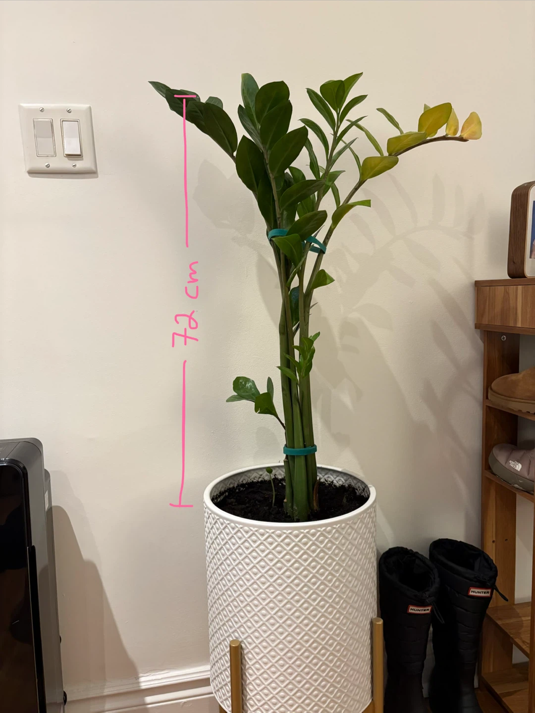 Zz Plant with planter (Zamioculcas zamiifolia, Zanzibar Gem)