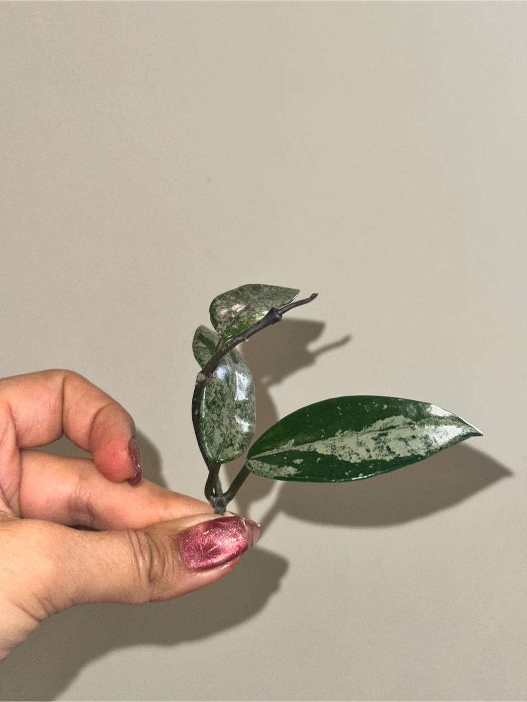 Hoya Plant Purge #2 - photo 3