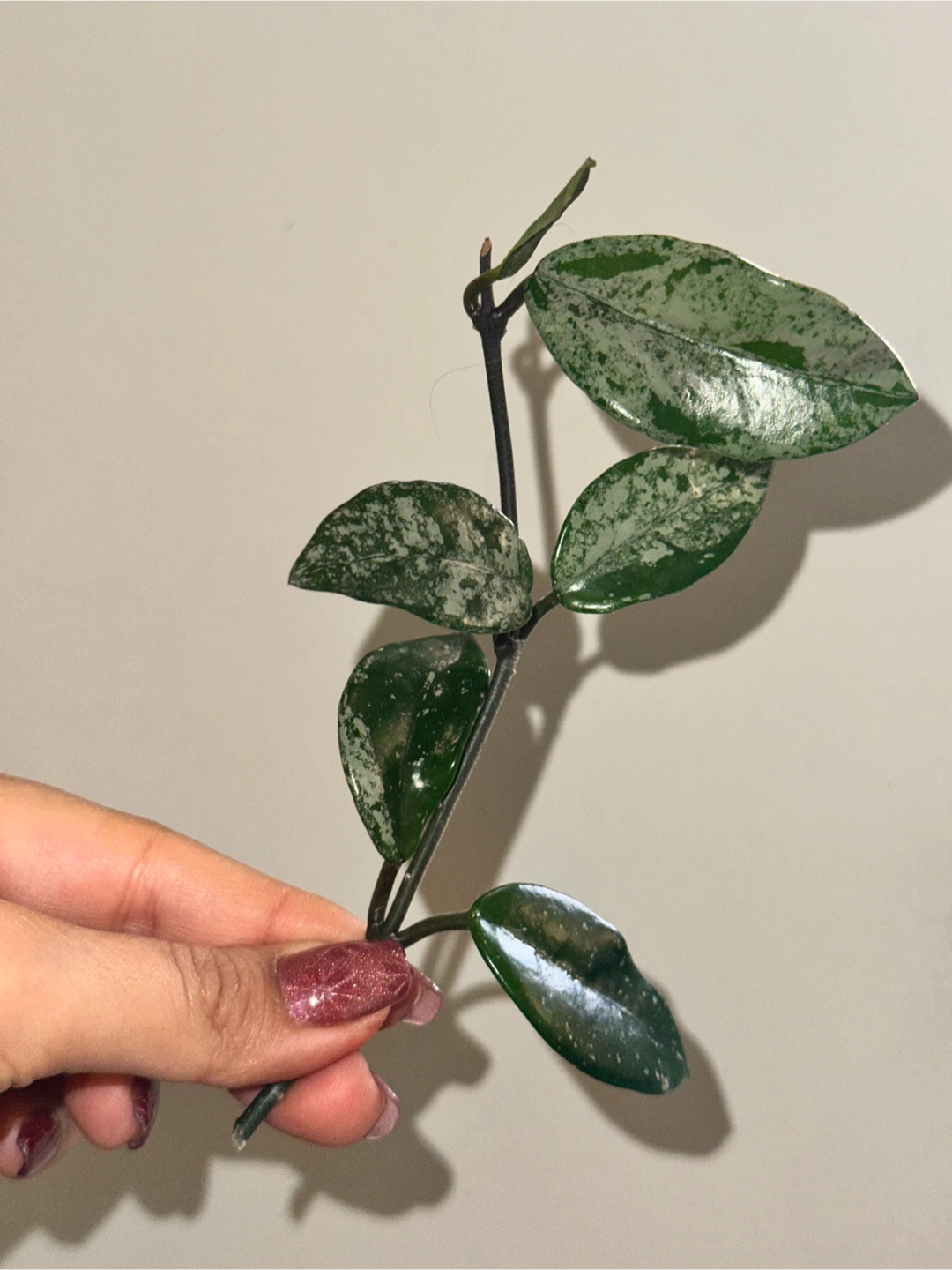Hoya Plant Purge #2 - photo 2