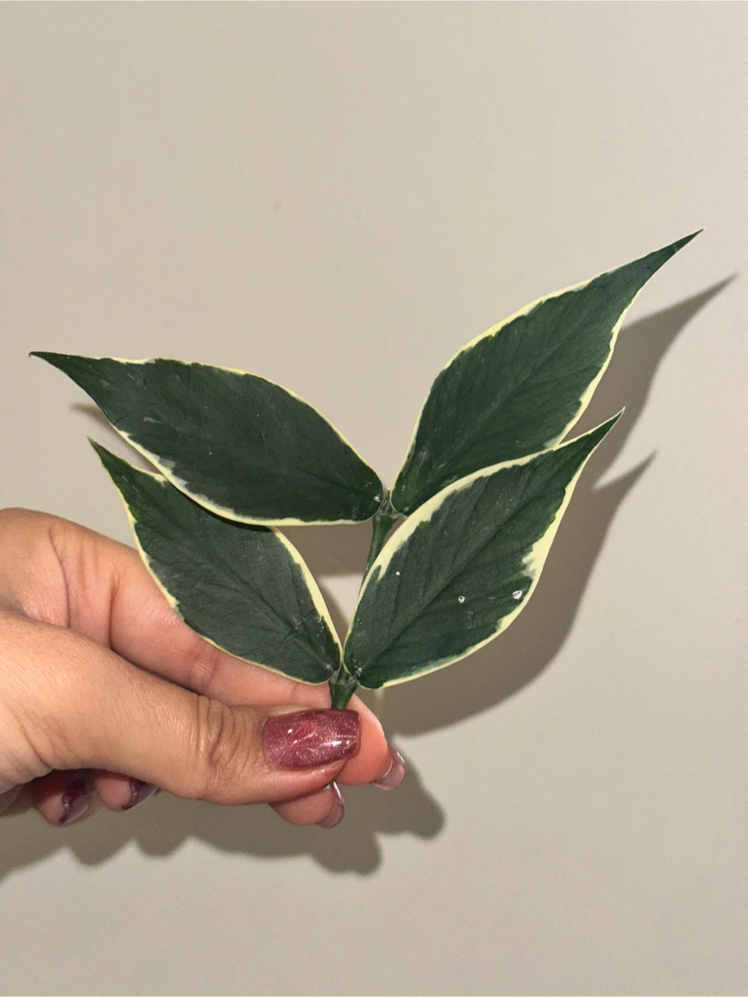 Hoya Plant Purge #2 - photo 5