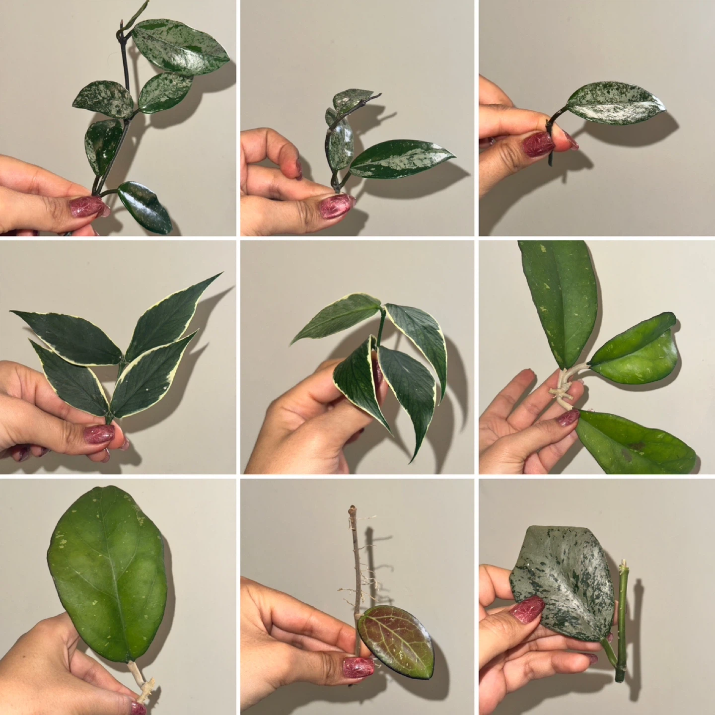 Hoya Plant Purge #2