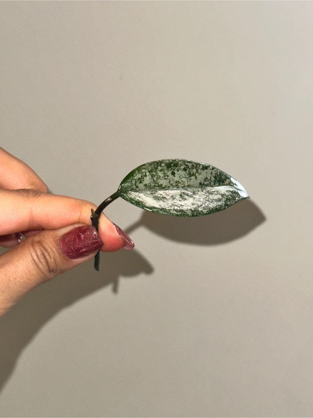 Hoya Plant Purge #2 - photo 4