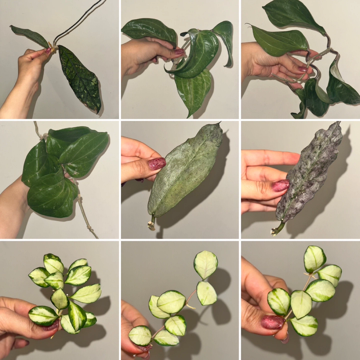 Hoya Plant Purge #3