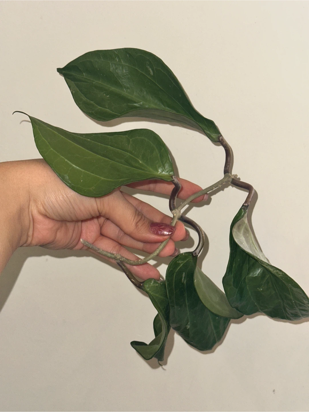 Hoya Plant Purge #3 - photo 4