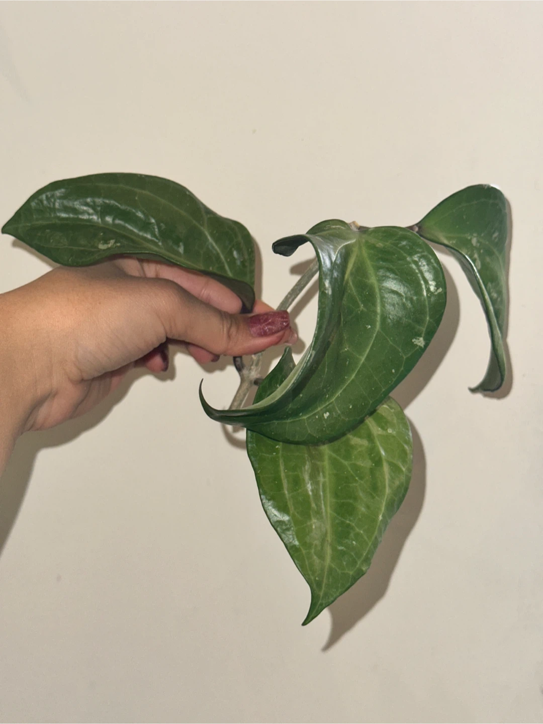 Hoya Plant Purge #3 - photo 3