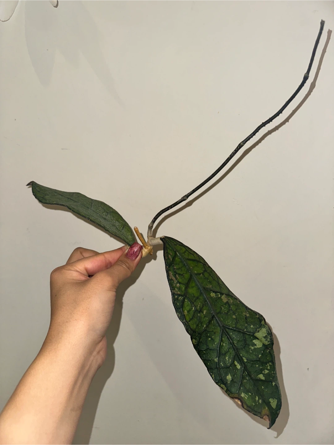 Hoya Plant Purge #3 - photo 2