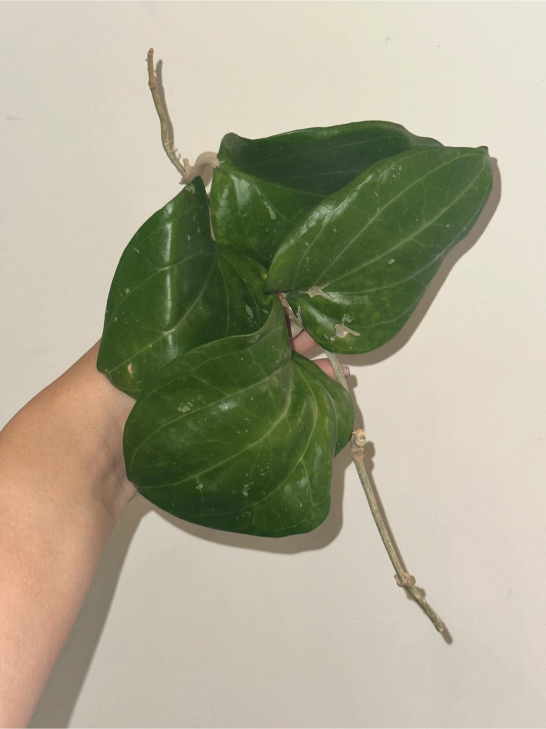 Hoya Plant Purge #3 - photo 5