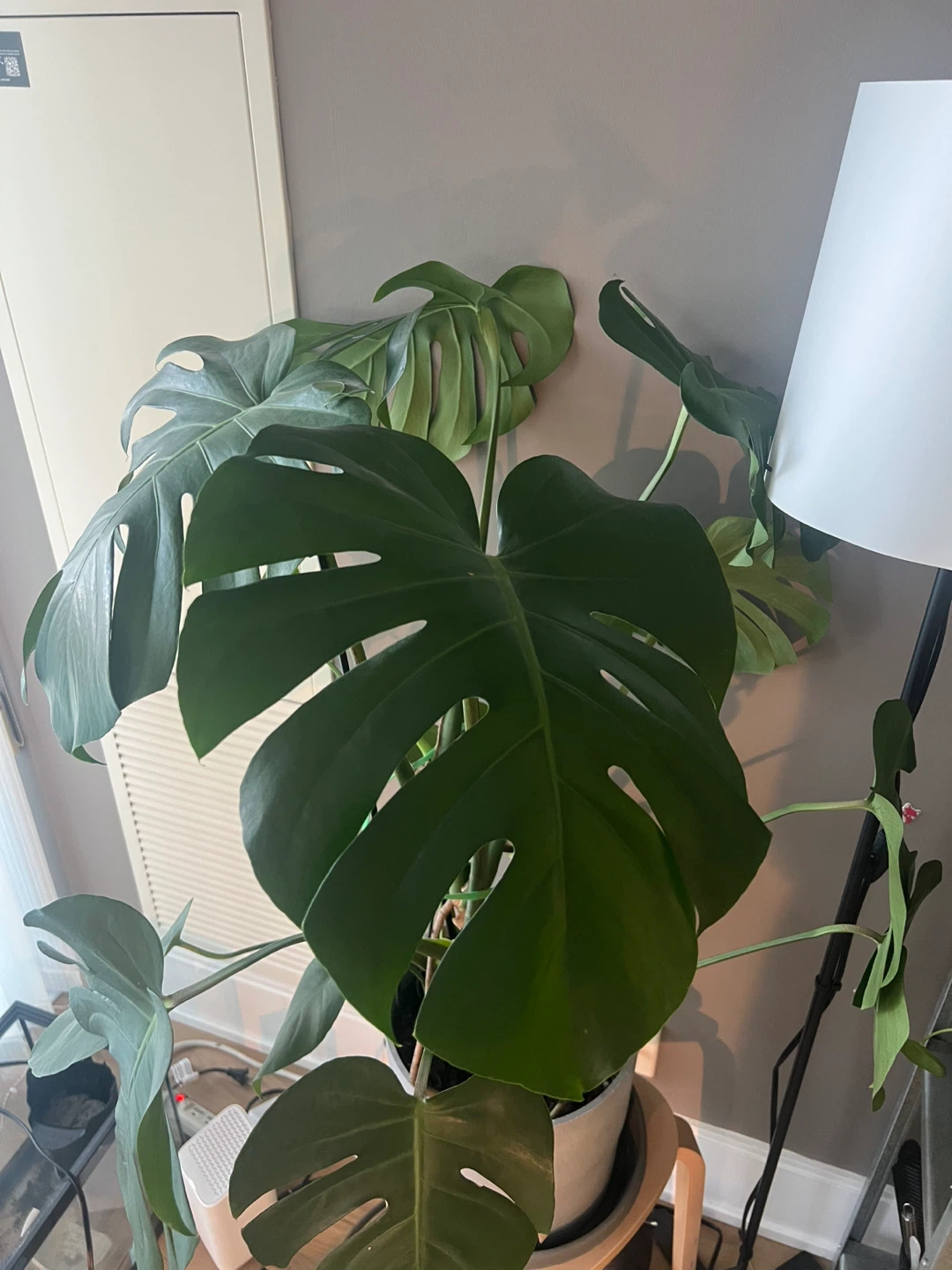 Large Monstera Plant - photo 2