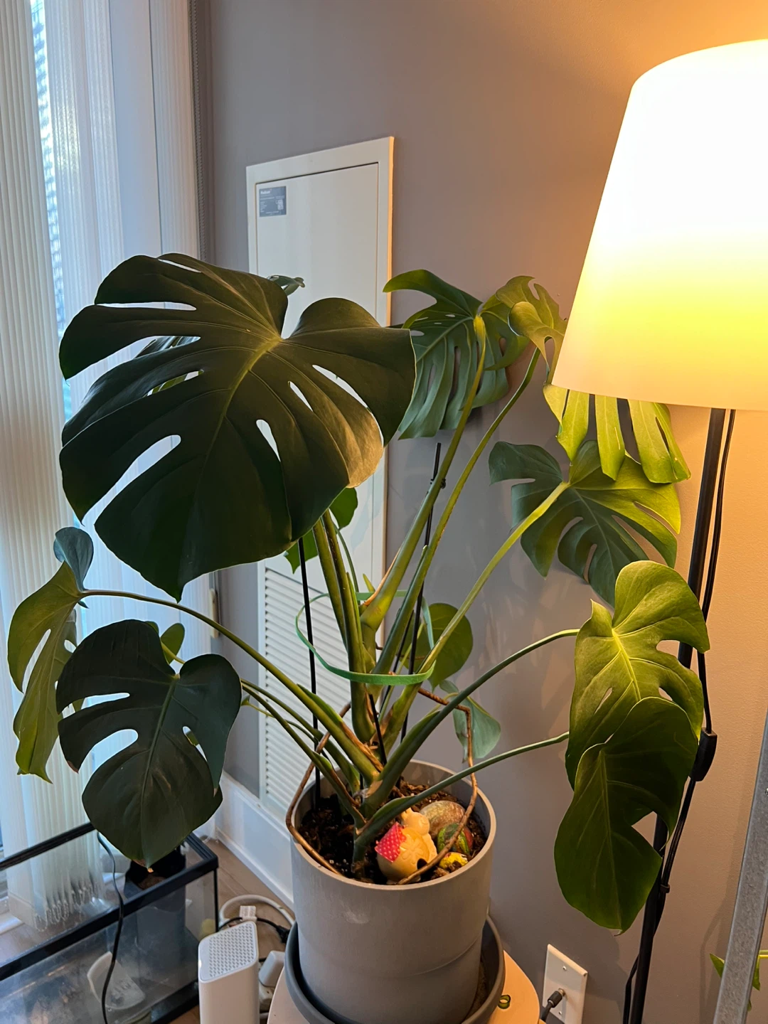 Large Monstera Plant - photo 3