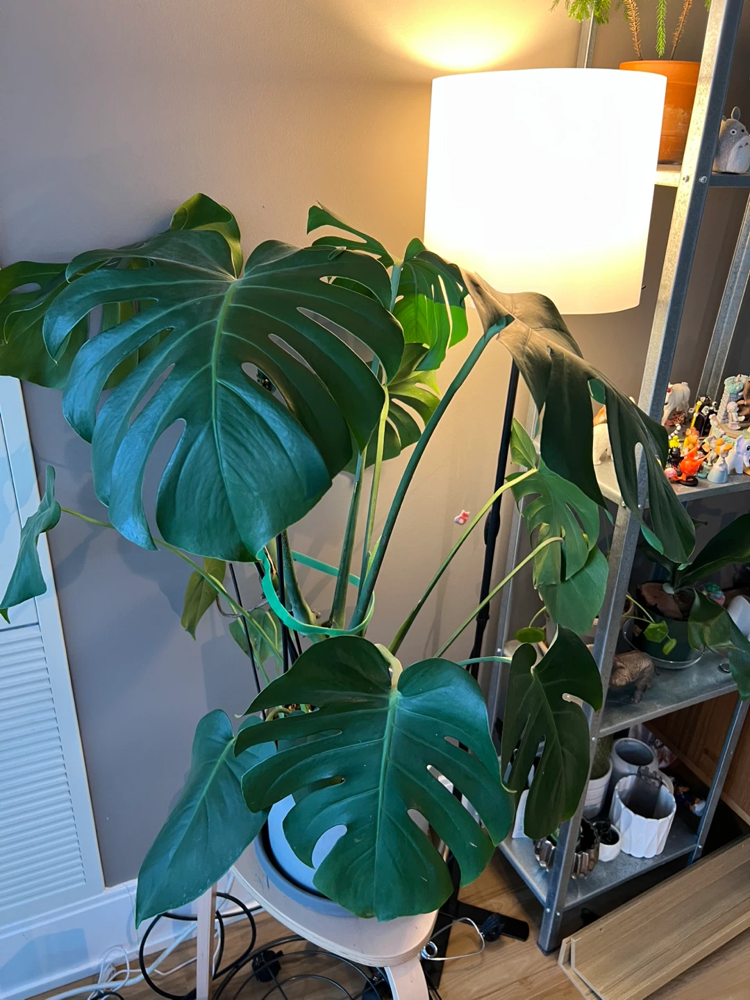 Large Monstera Plant