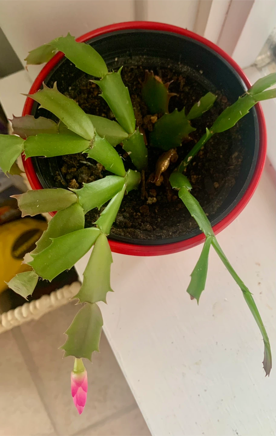 Thanksgiving Cactus Plant - photo 5