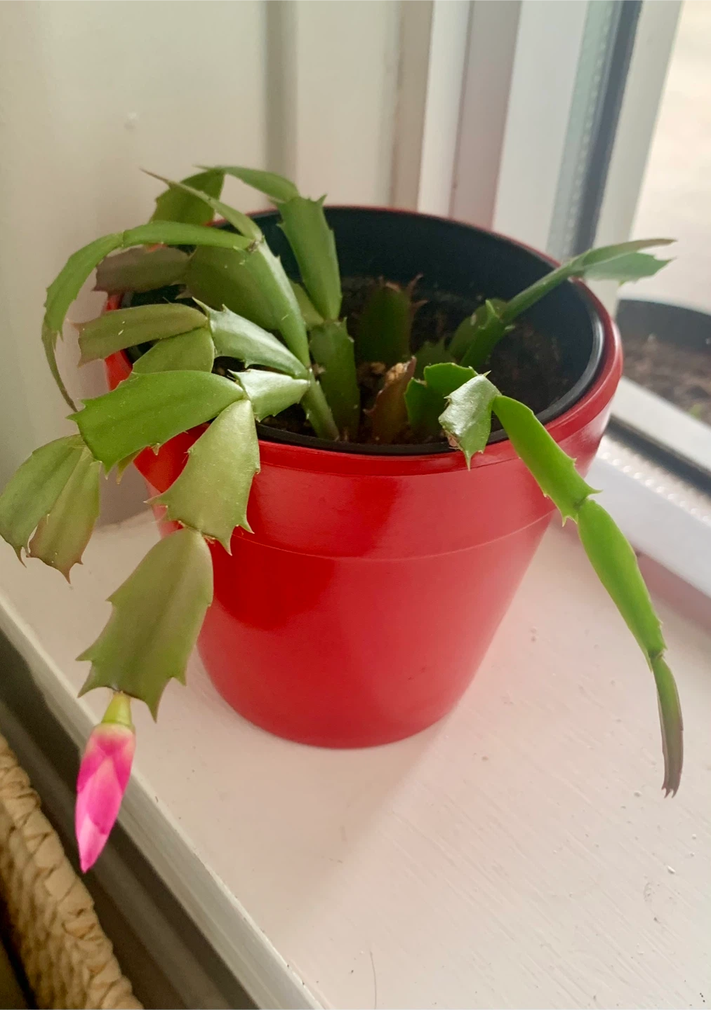 Thanksgiving Cactus Plant - photo 3