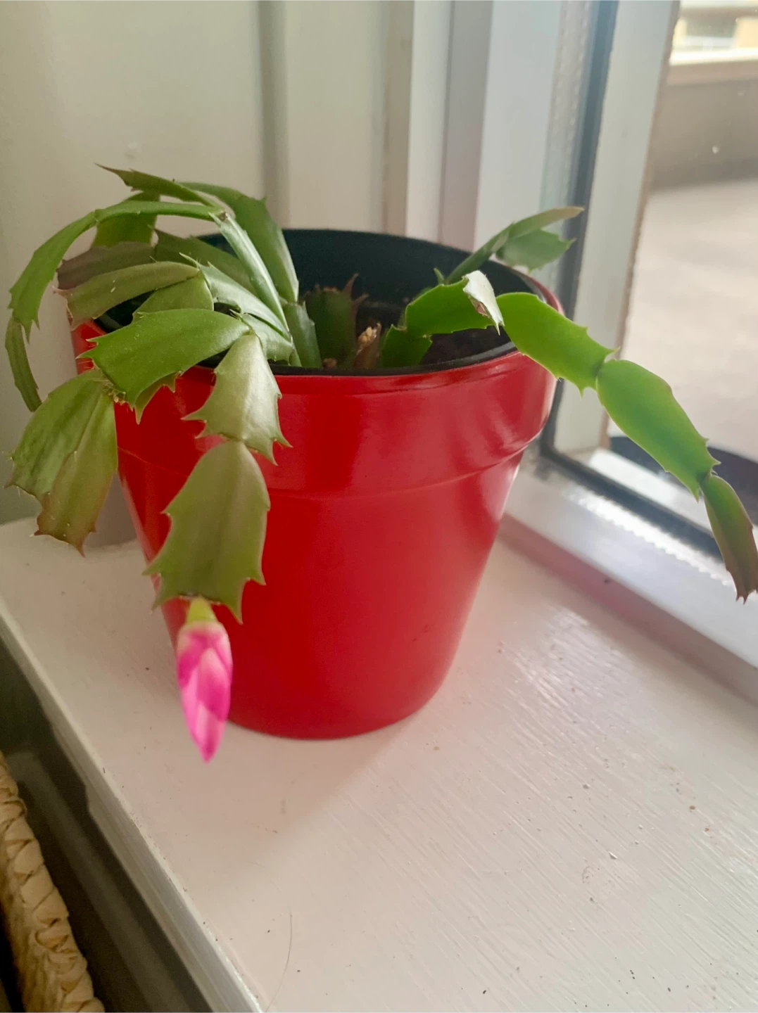 Thanksgiving Cactus Plant - photo 2
