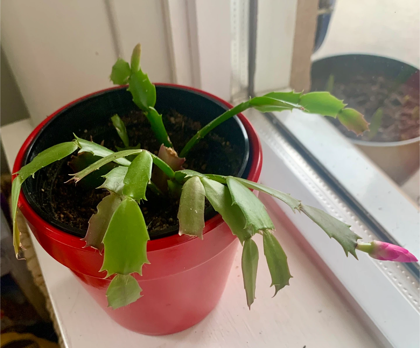 Thanksgiving Cactus Plant - photo 4