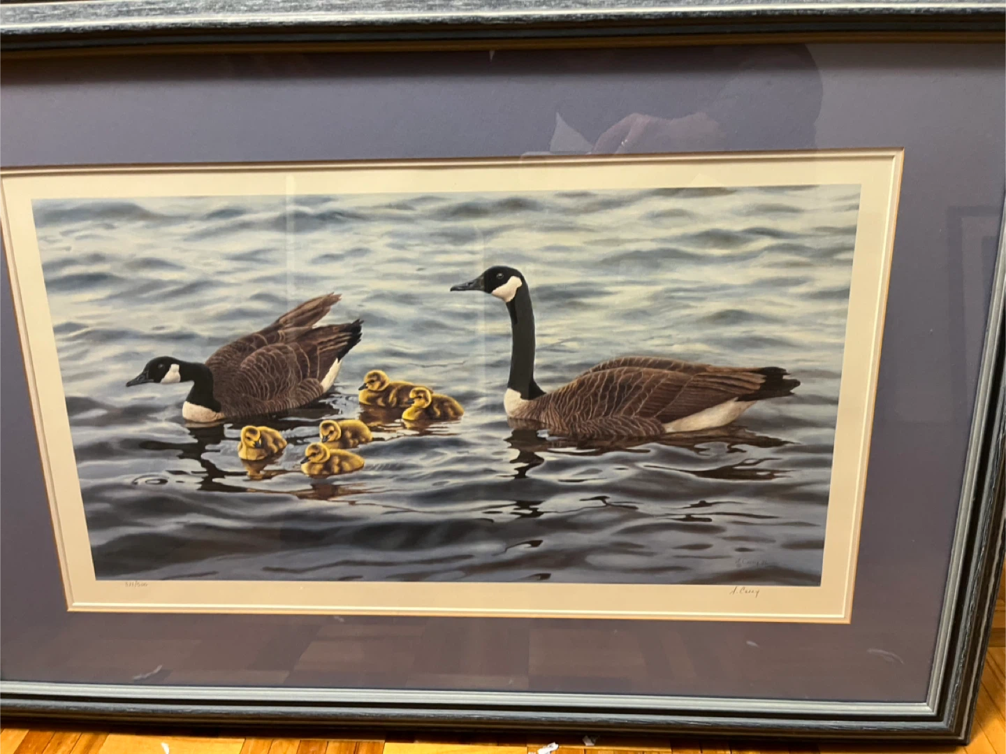 Framed Print of Geese and Goslings