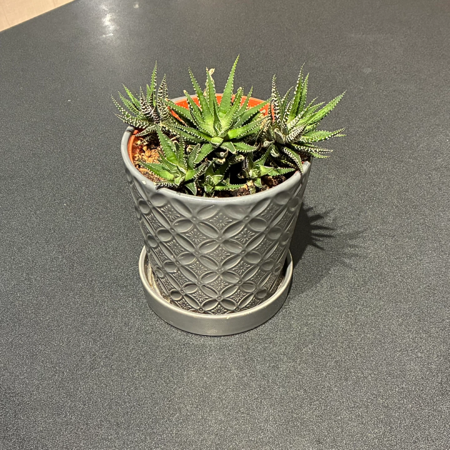 Assorted Plant Pots and succulent - photo 2