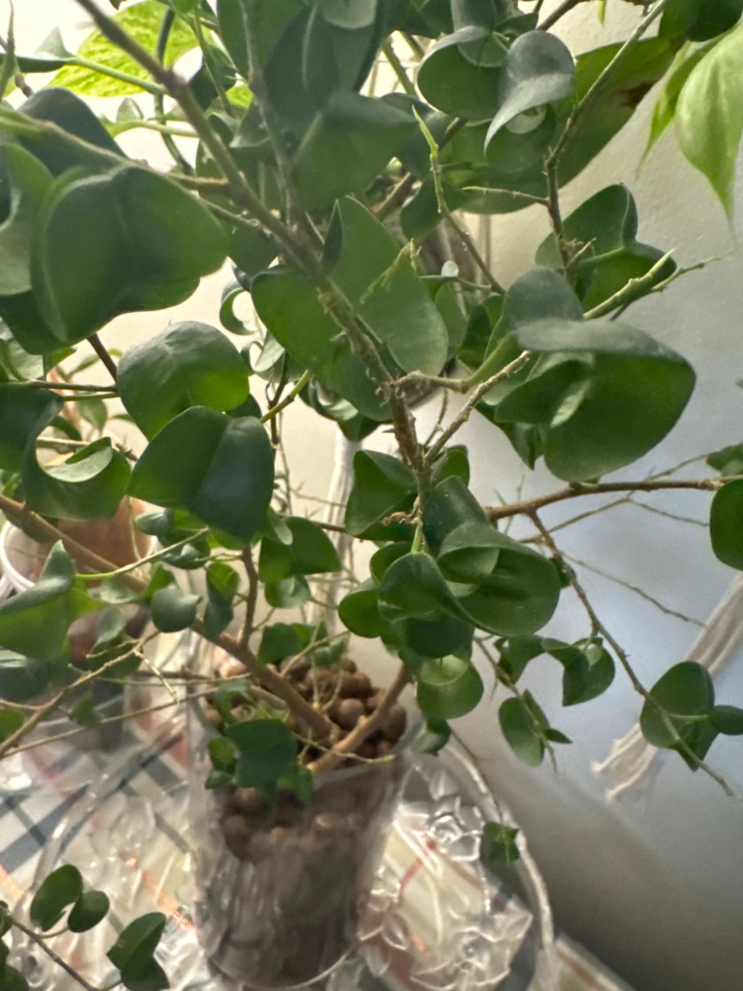 Healthy Green Houseplant