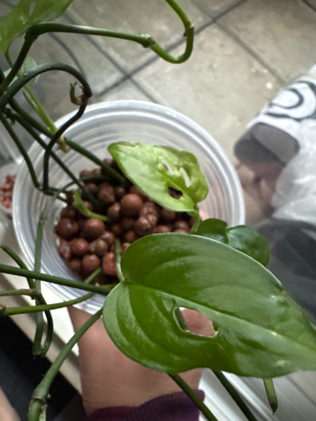 Monstera Adansonii Plant Cutting