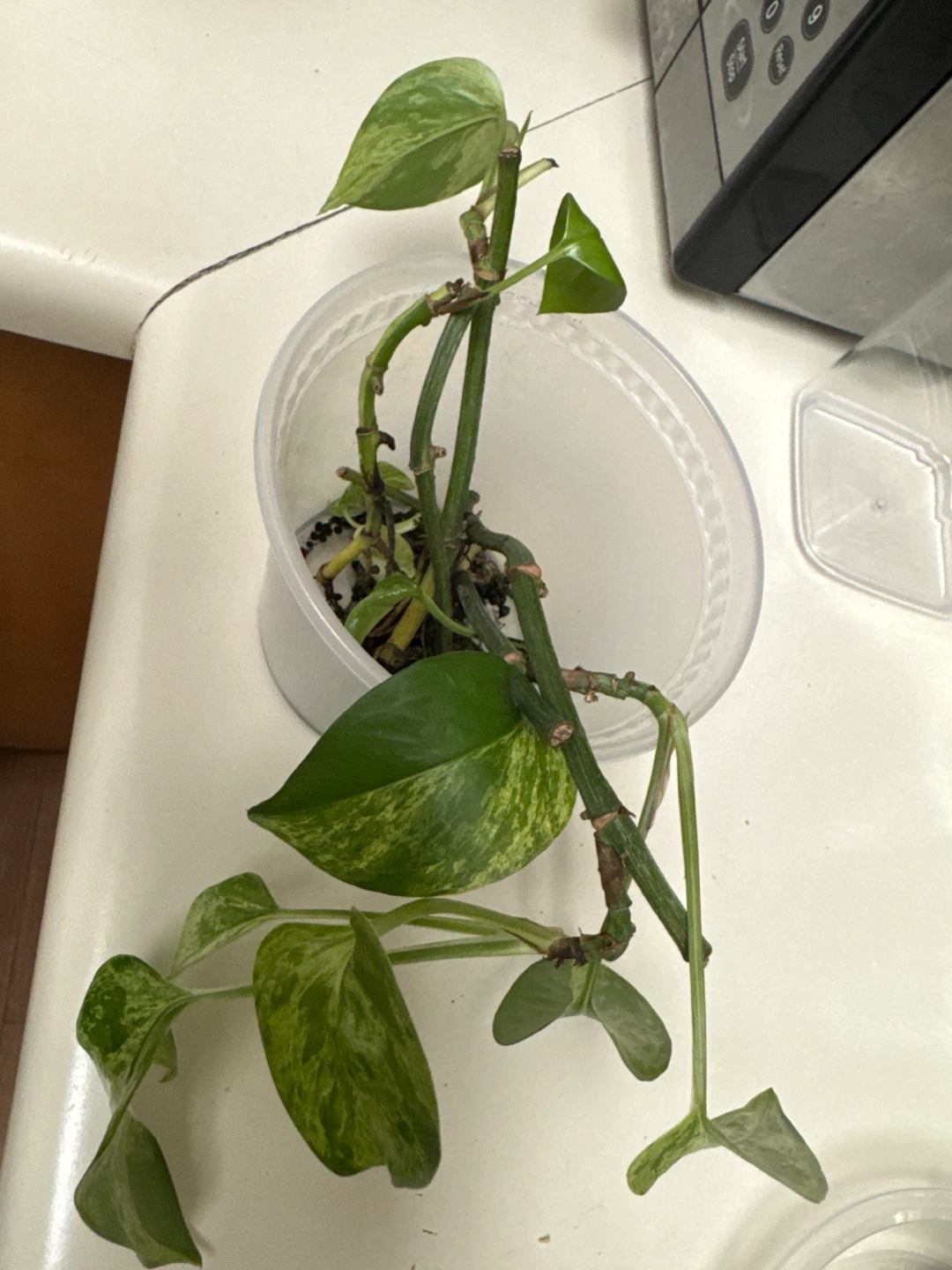 Pothos Plant Cutting