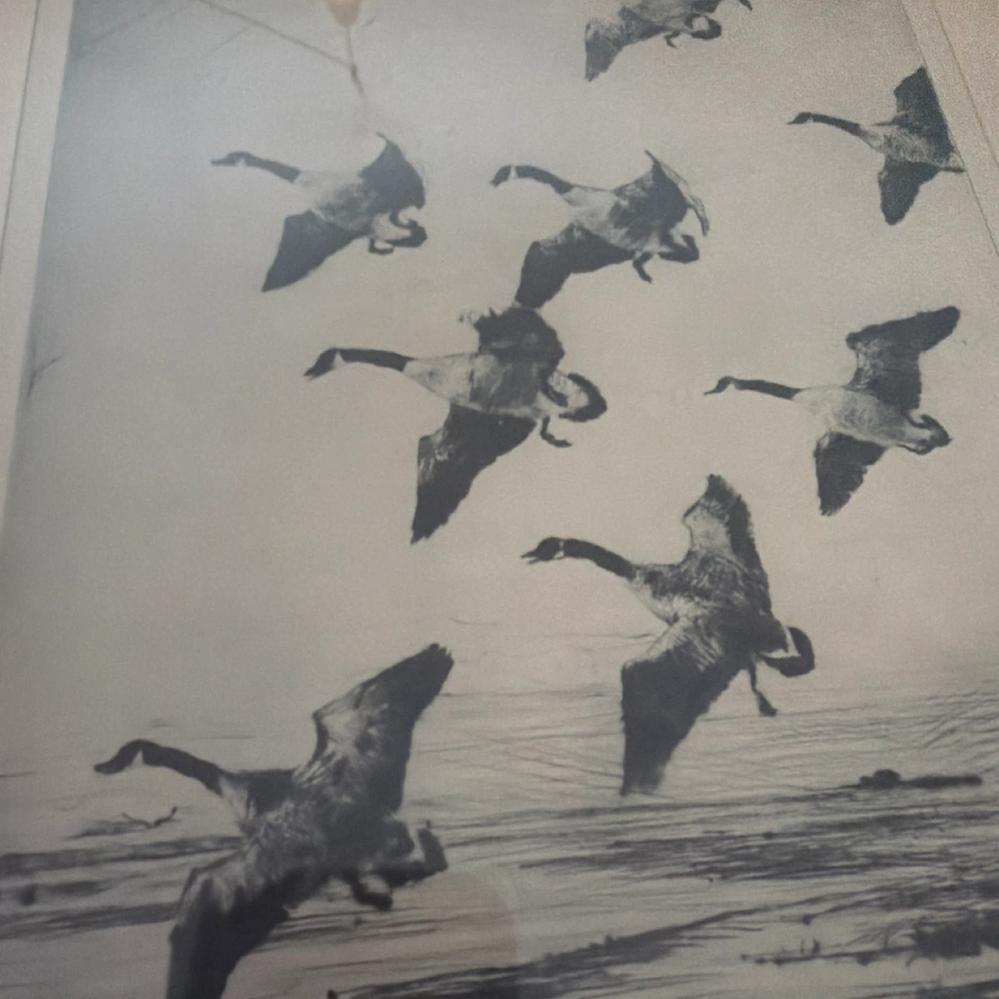 Frank W. Benson Original Dry Print of Geese - photo 3